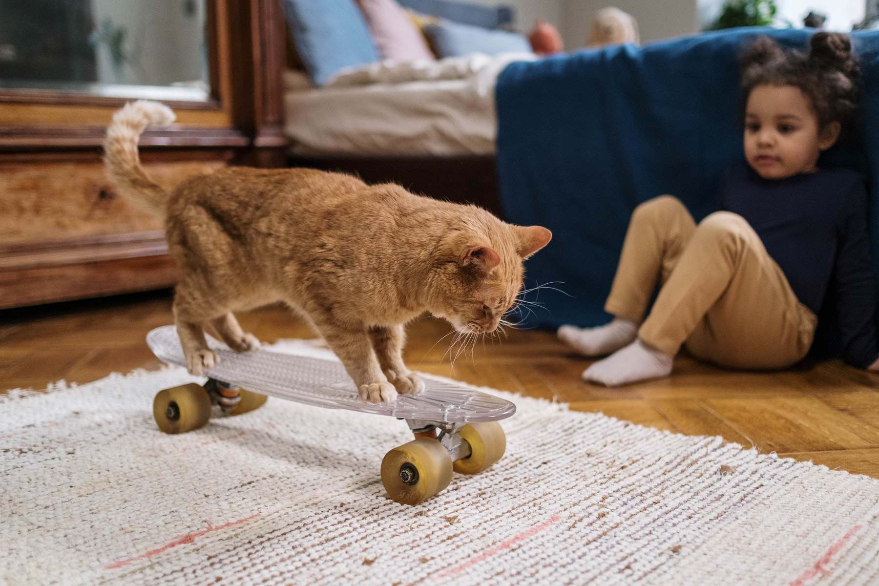 10 toys your cat will love